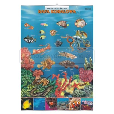 Rafa koralowa – zwierzęta w środowisku - plansza 