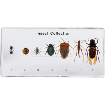Różnorodność owadów - 7 okazów w akrylu