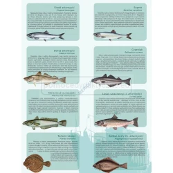 Ryby morskie - plansza dydaktyczna