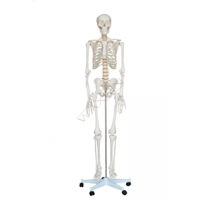 Szkielet człowieka 180 cm - realny rozmiar
