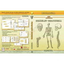 Anatomia człowieka, Szkielet człowieka - program interaktywny 