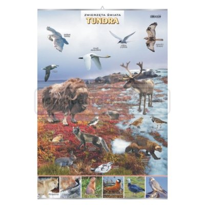 Tundra - zwierzęta w środowisku – plansza 
