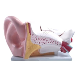 Ucho człowieka - model ucha