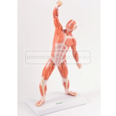 Układ mięśniowy człowieka 50 cm - model