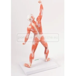 Układ mięśniowy człowieka 50 cm - model