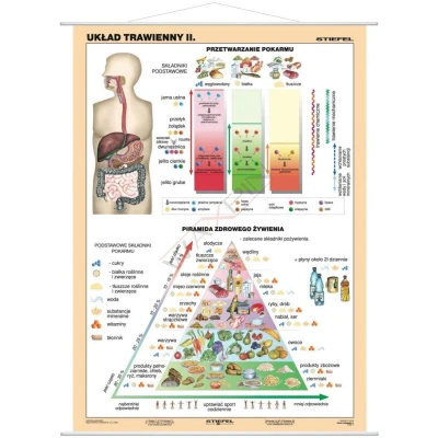 Układ pokarmowy człowieka - piramida zdrowego żywienia -  część II - Plansza jednostronna MONO