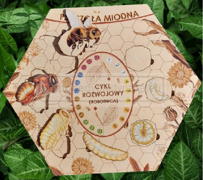 Układanka „Cykl Rozwojowy Pszczoły” 26cm, drewniana