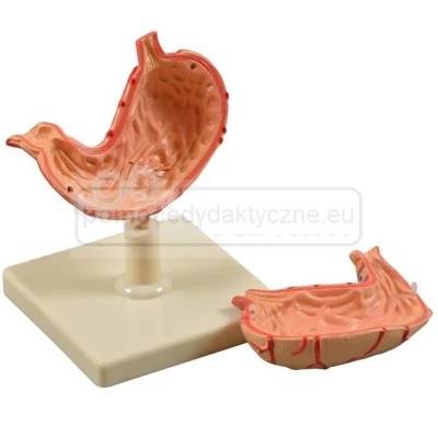 Żołądek człowieka - model przekrojowy (2-częściowy)